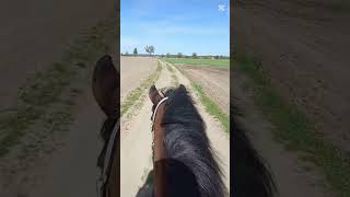Go pro z Wygusia😻💅🏻 #aniela #horse #equestrian #equestrian