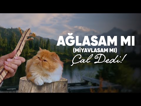 Ağlasam mı (Miyavlasam mı) çal dedi!