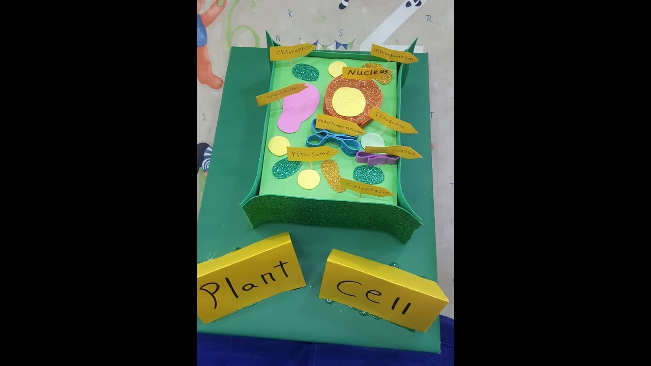 يوجد الجدار الخلوي في الخلية النباتية