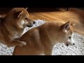 Doge fight