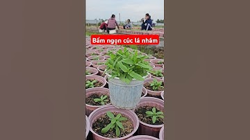 Bấm ngọn cúc lá nhám #cuclanham #zinnia #shorts