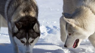 Famous Siberian Huskies and Their Legacy by USA Pup Patrol 3 views 3 weeks ago 4 minutes, 32 seconds