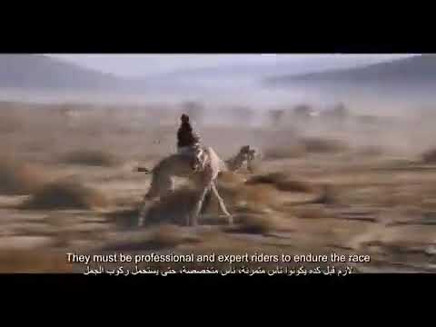 شاهد ما تفعله قبيلة الترابين أكبر القبائل البدوية في سيناء
