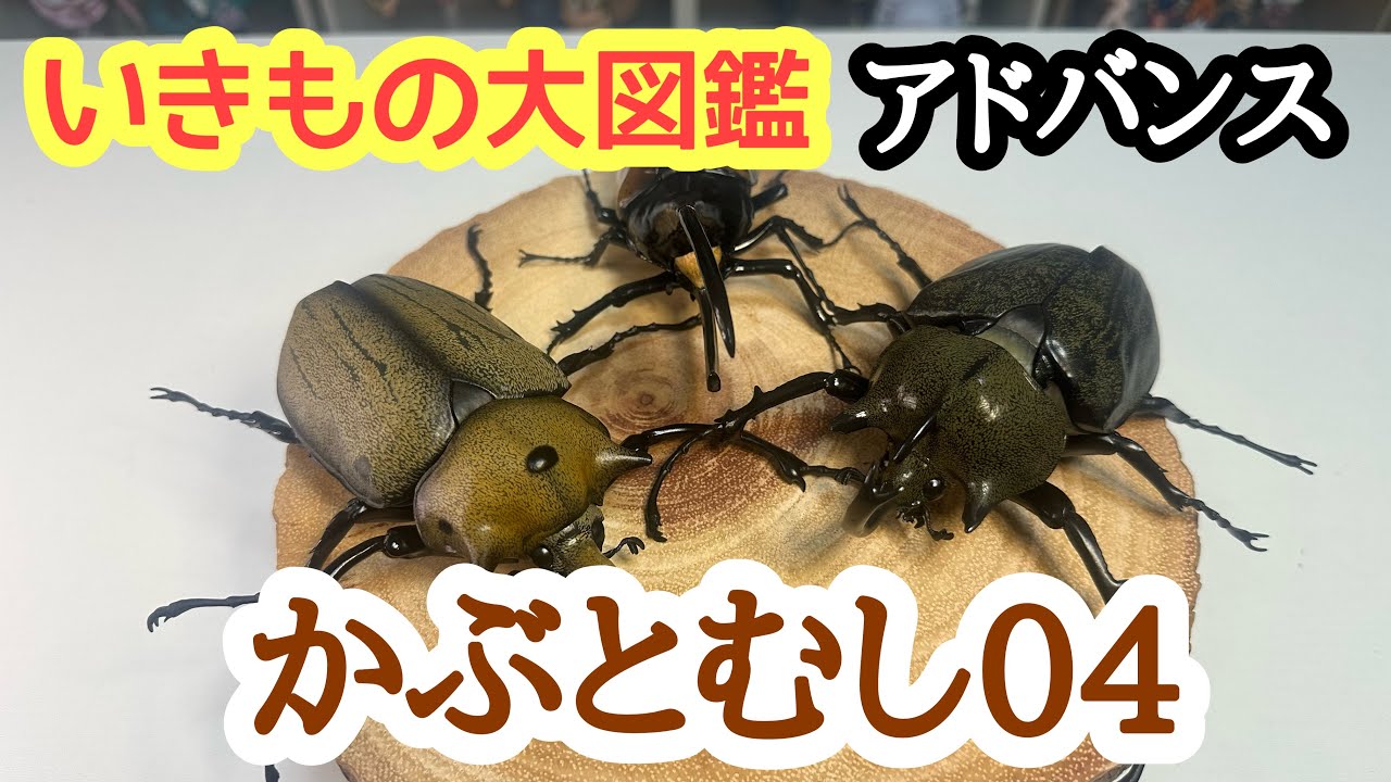 ガチャ開封】いきもの大図鑑アドバンスかぶとむし04 - YouTube