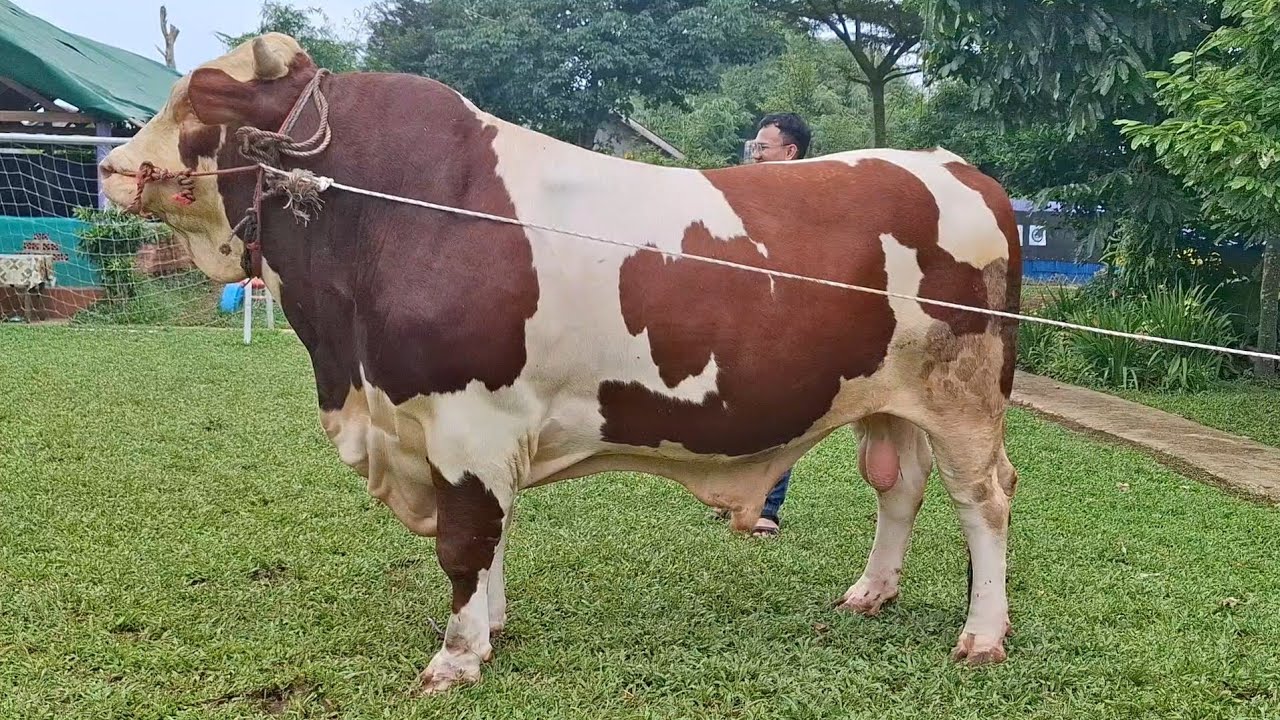 SAPI MONSTER TERGANTENG DI BTM FARM BOGOR🔥🔥🔥 - YouTube
