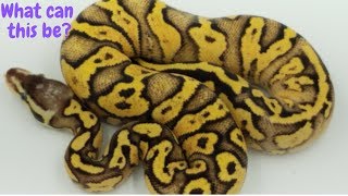 2019 Holdbacks With Breeding Season Updates And Shout Out