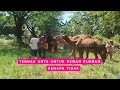 Ternak Unta Untuk Hewan Kurban | CUAN BOSS (23/05/26)