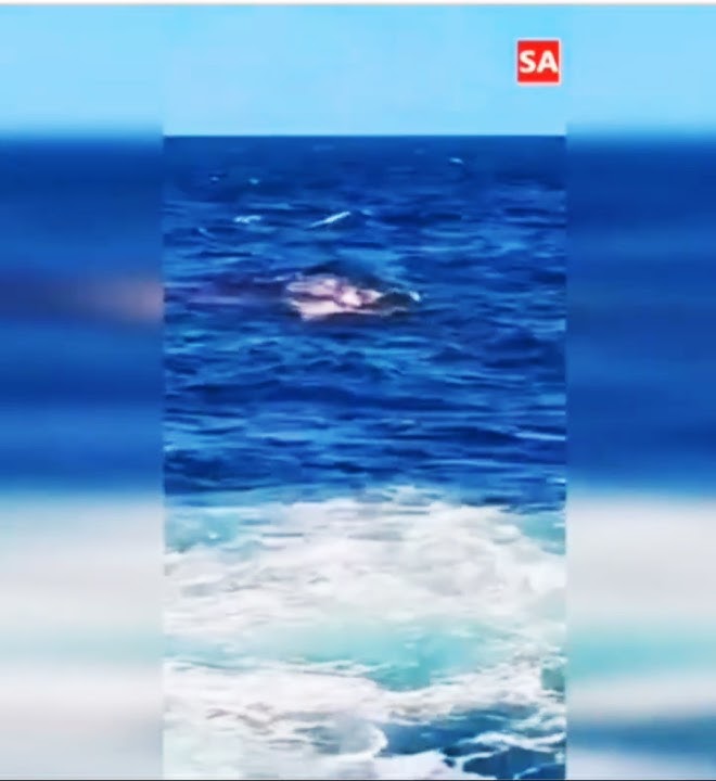 Simon Nellist Shark Attack! Sydney Australia at Little Bay.