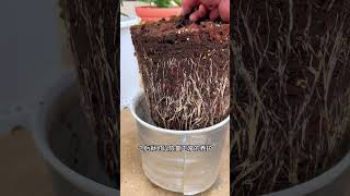 Save Your Rose: Revive Dead Branches and Black Stems