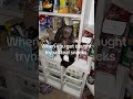 Bro got caught in the middle of his monkey business (Dexthemonkey)