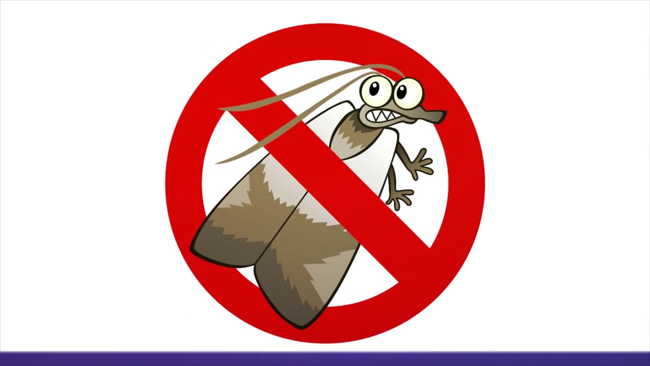 Bee Exterminator In San Antonio