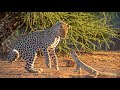 Part 1 dhaqanka haramcadka   animals    documentary     wildlife  nature