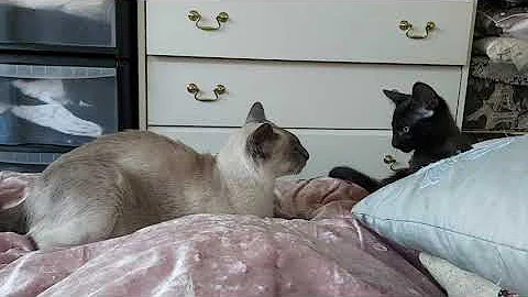 Video 803781: oriental black kitten