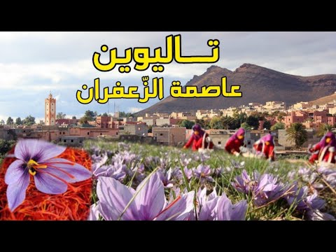 تالوين عاصمة الذهب الأحمر الزعفران مع أغنية تالوين لأسطورة الفن الأمازيغي الحاج بلعيد