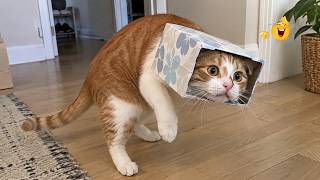 Dramatic Cats in Full Panic Mode 🤣🐱 Funny Reactions, Epic Fails & Unforgettable Moments