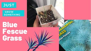 Potting 4 Week Old Blue Fescue Seedlings | Ohio Zone 5 Garden | Perennial Grass