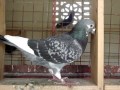Racing pigeon from india ajai loft