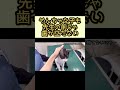 どんなにやんちゃでも先生相手じゃ手も足もでない【猫のちゅうた】#shorts