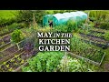 Visite abondante du potager en permaculture  pas de jardinage creuse en mai
