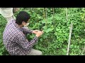 2022年3月22日側錄台東自然農法農場，使用雨水栽種的蔬菜水果近距離紀錄（2）火龍果、木瓜等+雨水蓄水池