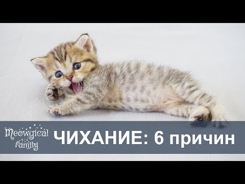 Почему КОТЕНОК ЧИХАЕТ? - ТОП 6 причин