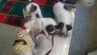 ママの怒り（2010.3.05）.flv