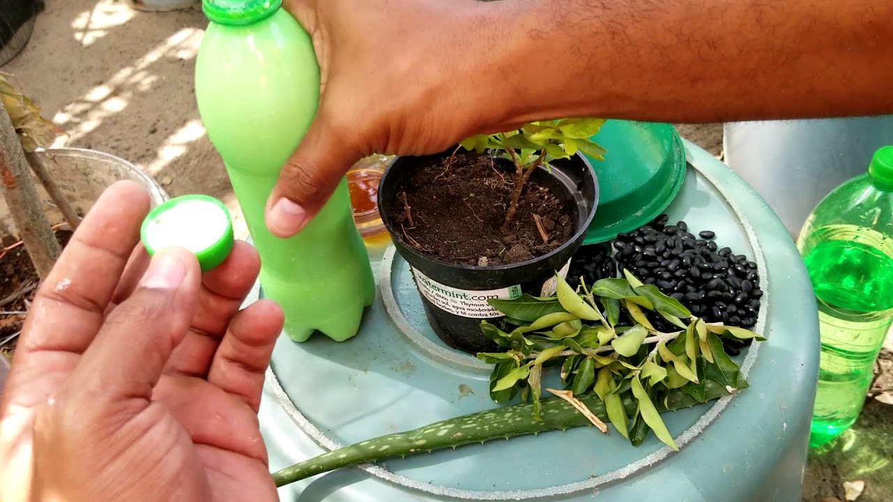 ⁣Cuatro potentes enraizantes naturales