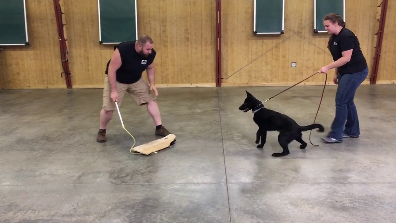 camera iphone 8 plus apk Black German Shepherd 