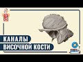 КАНАЛЫ ВИСОЧНОЙ КОСТИ | #каналыканалы височной кости