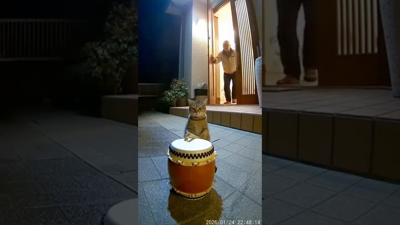 AIカメラが捉えた！？楽器騒音猫たちの実態！！#ai #ねこ