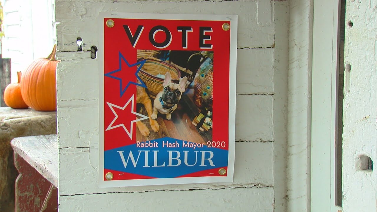 Wilbur the French Bulldog wins race to become Rabbit Hash mayor - YouTube