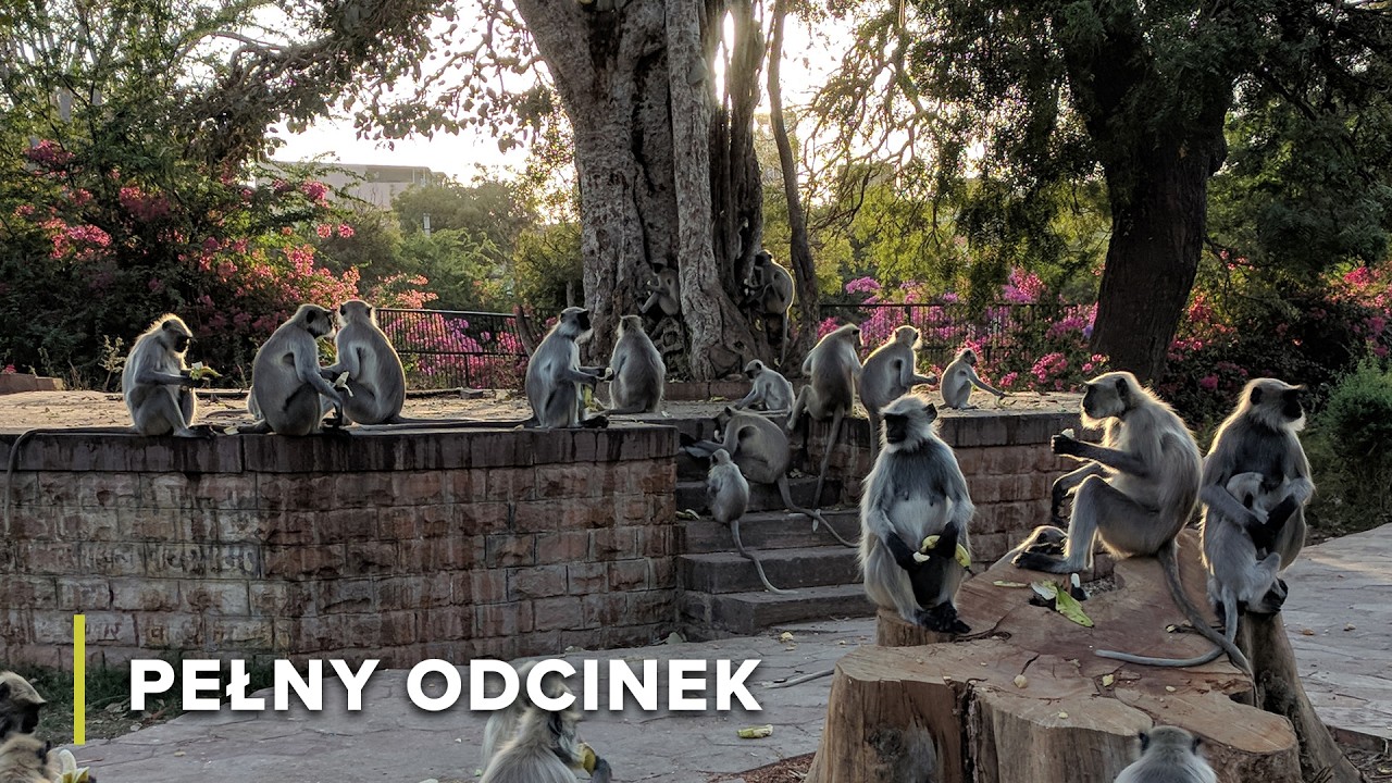 Czy langury odzyskają swój dom? | Dzika Przyroda Indii 108