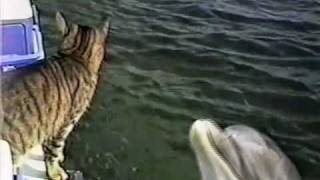 未知との遭遇～猫とイルカの場合～ - YouTube