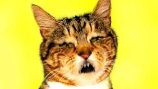 Cat noises and vomit