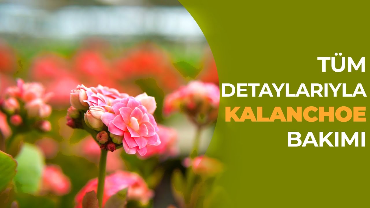 ÜRETİCİSİNDEN TÜM DETAYLARIYLA  KALANCHOE BİTKİ BAKIM VİDEOSU
