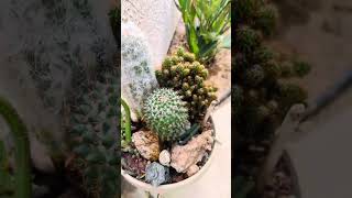 SPRING IS HERE! ,#cactus,#desertplants, #บ้านสวนสวย, #thorneyplants, #homegarden, #gardening