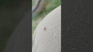 A tick crawling on my knee