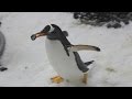 Gentoo penguins give pebbles to their love interests