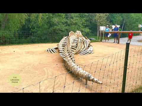 Walk Around At Toronto Zoo 2021#subscribe +travel