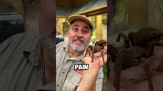 Don't Touch This Spider! 😱 #shorts #viral #spider