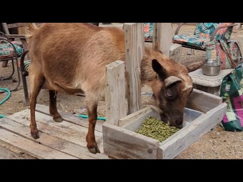 طريقة رائعة في حلب الماعز