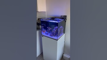 The Waterbox 20g cube is a perfect nano reef tank.