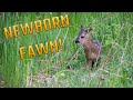Big roe deer buck, Pregnant doe & newborn fawns! | WILDLIFE PHOTOGRAPHY | May 2020