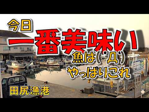 3月29日（日曜日）田尻漁港　一番美味い魚はこれでした！( ﾟДﾟ)暖かくなり魚が獲れだした漁港の旬の魚が続々登場！やっぱりその地域の名物になる魚は美味い！のサムネイル