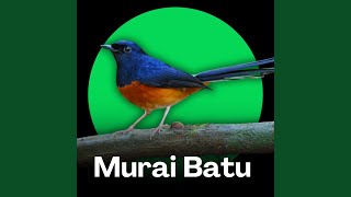 Download Lagu Kicau Murai Batu Medan dengan Cucak Ijo Download Lagu Kicau Murai Batu Medan dengan Cucak Ijo