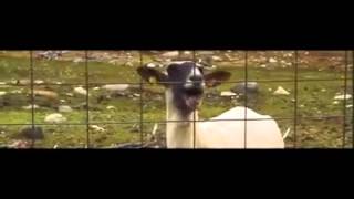 Taylor Swift I Knew You Were Trouble (Cabra Goat Edition) a goat when you walked in