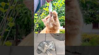 Cute adorable Cat Sound while eating #cute #cat #sound #cutecat #eating #shorts