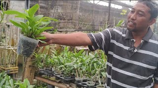 Download Lagu MAU ANGGREK BANYAK ANAKNYA SEPERTI INI? PAKAILAH CARA INI MP3