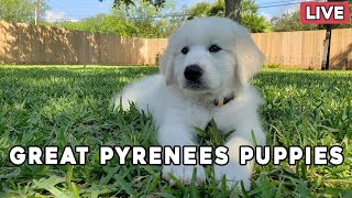 Great Pyrenees Puppy Livestream  More puppies are going home!