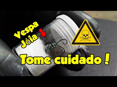 Vídeo: Como Uma Vespa Zumbis Baratas - Visão Alternativa